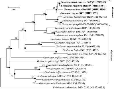 Geomonas oryzae gen. nov., sp. nov., Geomonas edaphica sp. nov., Geomonas ferrireducens sp. nov., Geomonas terrae sp. nov., Four Ferric-Reducing Bacteria Isolated From Paddy Soil, and Reclassification of Three Species of the Genus Geobacter as Members of the Genus Geomonas gen. nov.